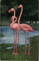 ** T3 New York City, New York Zoological Park, European Flamingo (EB) - Ohne Zuordnung