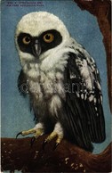 ** T2/T3 New York City, New York Zoological Park, Spectacled Owl (EK) - Ohne Zuordnung