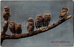 ** T2 New York City, New York Zoological Park, Young Screech Owls - Ohne Zuordnung