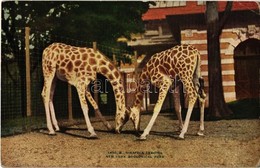 ** T2/T3 New York City, New York Zoological Park, Giraffes Feeding (EK) - Unclassified