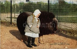 ** T2 New York City, New York Zoological Park, Musk Ox - Ohne Zuordnung