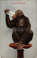 ** T2/T3 New York City, New York Zoological Park, Chimpanzee "Baldy" (EK) - Ohne Zuordnung