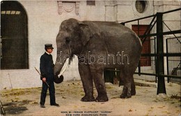 ** T2/T3 New York City, New York Zoological Park, Indian Elephant "Gunda" (EK) - Ohne Zuordnung