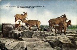 ** T2/T3 New York City, New York Zoological Park, Barbary Wild Sheep Family On Mountain Sheep Hill - Unclassified