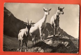 PCP-23 Chèvres Dans Le Jura Vaudois, Ziegen. Deriaz 9720 Cachet St.-Cergue Sur Nyon 1949 Timbre Manque - Nyon