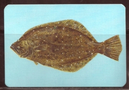 1988 Pocket Calendar Calandrier Calendario Portugal Peixes Fishes Poissons Pez - Grand Format : 1981-90