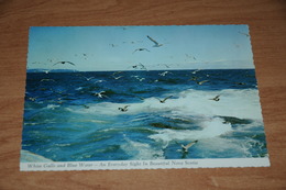 3018-         CANADA, NOVA SCOTIA,  WHITE GULLS AND BLUE WATER - Other & Unclassified