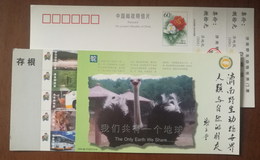 African Ostrich,The Only Earth We Share,China 2000 Jinan Wildlife Animal Zoo Admission Ticket Pre-stamped Card - Struzzi
