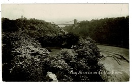 Ref 1345 - 1909 Real Photo Postcard - May Blossom Clifton Downs - Bristol Gloucestershire - Bristol