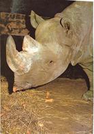 Rhinoceros, Diceros Bicornis, 1989, Large Size Postcard - Rhinoceros