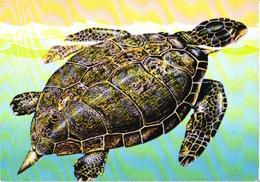 Swimming Turtle - Schildpadden