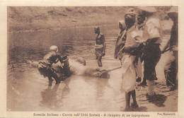 Pays Div Ref X83- Animaux - Hippopotames -hippopotame -somalia Italiana -ippopotamo  - - Ippopotami