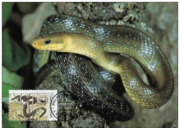 Moldavie : CM Carte Maximum WWF Reptile Serpent Elaphe Longissima Couleuvre Esculape Aesculapian Snake Askulapnatter - Moldavie