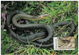 Moldavie : CM Carte Maximum WWF Reptile Serpent Elaphe Longissima Couleuvre Esculape Aesculapian Snake Askulapnatter - Moldavie