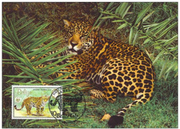 Belize : CM Carte Maximum Jaguar Panthera Onca Carnivore Felin Mammifere Amerique Animal WWF - Belice