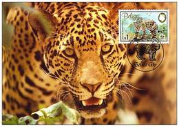 Belize : CM Carte Maximum Jaguar Panthera Onca Carnivore Felin Mammifere Amerique Animal WWF - Belice