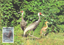 Oiseaux (White-naped Crane) Birds KOREA Animals Aves Faune Fauna Carte Maximum Card WWF - Corée Du Sud