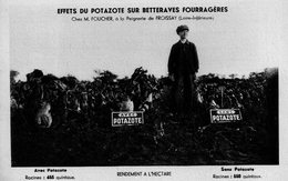 CPA Effets Du Potazote Sur Betteraves Fourragères, Chez Mr Foucher à La Peignerie De Froissay (Loire Inférieure) - Frossay