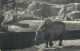 RHINOCEROS - Paris - Parc Zoologique Du Bois De Vincennes - Rhinozeros