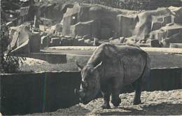 RHINOCEROS - Paris - Parc Zoologique Du Bois De Vincennes - Rhinocéros