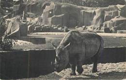 RHINOCEROS - Parc Zoologique Du Bois De Vincennes - Rhinozeros