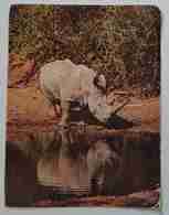 ZAMBIA - Rhino (Diceros Bicornis) -   Vg - Zambie