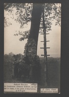 Rabosée-Barchon - Le Lieutenant Edmond Simon Fut Tué Sur Ce Chêne à Son Poste D'observation - Carte Photo - Blegny