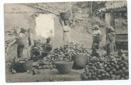 3358 - Cocoa Cacao Gathering Ceylon Sri Lanka Ceylan Colombo Pour Guéméné Sur Scoff Hotel Des Voyageurs Le Coguie - Sri Lanka (Ceylon)