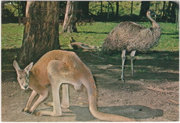 RED KANGAROO And EMU - Western Port - (Australia) - 1977 - Mornington Peninsula