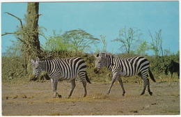 Zebra  -   (J.Salmon Ltd., Sevenoaks) - Rhinoceros