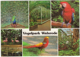 Vogelpark Walsrode - (Niedersachsen, Deutschland) - Walsrode