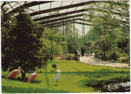 Vogelpark Walsrode - Freiflughalle - (Niedersachsen, Deutschland) - Walsrode