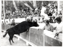 13 CHATEAURENARD ARENES TAUREAU TAUREAUX CAMARGUE RASETEUR RAZETEUR Photo Renaud - Chateaurenard