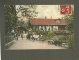 Wilderswil Mouton Brebis Vache édit. H. Burgenheim N° 13635 - Wilderswil