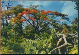 °°° 19308 - ARCHIPEL COMORES ANJOUAN - PAYSAGE DE MJAMAOUE °°° - Comorre