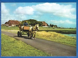 Deutschland; Hallig Hooge; Backenswarft - Halligen