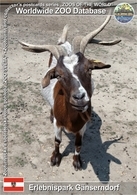 784 Erlebnispark Gänserndorf, AT - Four-horned Goat (Capra Aegagrus F. Hircus) - Gänserndorf