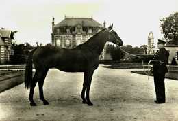 Animaux    Chevaux   Elevage Français - Paarden