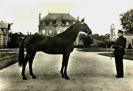 Animaux    Chevaux   Elevage Français - Chevaux