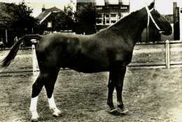 Animaux    Chevaux   Elevage Hollandais - Horses