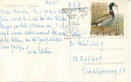 Polen Szcyt Sniezia (= Schneekoppe) TGST Wald Kastenstempel 1975 Mi. 1988 Vogel Stockente - Macchine Per Obliterare (EMA)