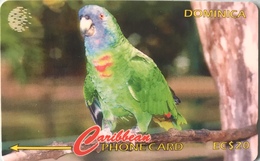 DOMINIQUE  -  Phonecard  -  Cable § Wireless  - Amazona Aurausica  -  EC $ 20 - Dominica