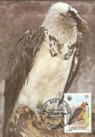 Lammergeier Vulture Bird Of Prey Maxi Card Postcard FDC WWF Lesotho Maseru - Lesotho