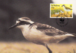 ST. HELENA 1993 MAXIMUM CARD - BIRDS - ST HELENA WIREBIRD (Charadrius Sanctaehelenae) - Saint Helena Island