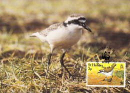 ST. HELENA 1993 MAXIMUM CARD - BIRDS - ST HELENA WIREBIRD (Charadrius Sanctaehelenae) - Saint Helena Island