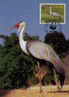 Oiseaux (Wattled Crane) Birds MALAWI Animals Aves Faune Carte Maximum Card WWF - Malawi