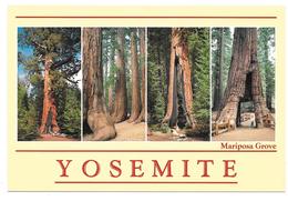 YOSEMITE NATIONAL PARK - Mariposa Grove - California - Multiviews - Yosemite
