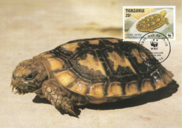 1993 - DAR ES SALAAM Tanzania - Pancake Tortoise - Tortue De Tornier - Tanzanie