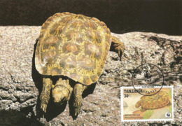 1993 - DAR ES SALAAM Tanzania - Pancake Tortoise - Tortue De Tornier - Tanzanie