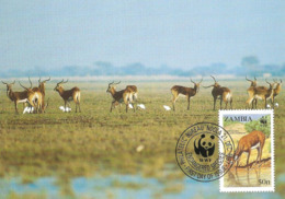 1987 - Zambia NDOLA - Black Lechwe - Antilope - Zambie